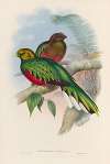 A monograph of the Trogonidae or family of trogons Pl.02