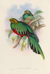 A monograph of the Trogonidae or family of trogons Pl.03