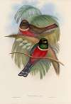 A monograph of the Trogonidae or family of trogons Pl.05