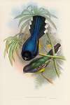 A monograph of the Trogonidae or family of trogons Pl.07