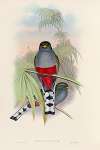 A monograph of the Trogonidae or family of trogons Pl.10