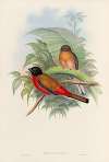 A monograph of the Trogonidae or family of trogons Pl.12