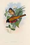 A monograph of the Trogonidae or family of trogons Pl.13