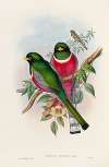 A monograph of the Trogonidae or family of trogons Pl.16