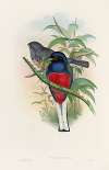 A monograph of the Trogonidae or family of trogons Pl.17
