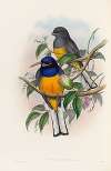 A monograph of the Trogonidae or family of trogons Pl.18