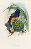 A monograph of the Trogonidae or family of trogons Pl.19
