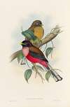 A monograph of the Trogonidae or family of trogons Pl.22