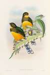 A monograph of the Trogonidae or family of trogons Pl.25
