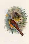 A monograph of the Trogonidae or family of trogons Pl.26