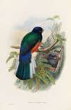 A monograph of the Trogonidae or family of trogons Pl.31