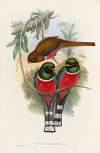 A monograph of the Trogonidae or family of trogons Pl.32