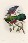 A monograph of the Trogonidae or family of trogons Pl.33