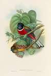 A monograph of the Trogonidae or family of trogons Pl.35
