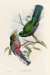 A monograph of the Trogonidae or family of trogons Pl.36