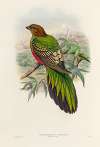 A monograph of the Trogonidae or family of trogons Pl.38