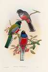 A monograph of the Trogonidae or family of trogons Pl.42