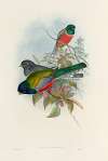 A monograph of the Trogonidae or family of trogons Pl.43