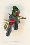 A monograph of the Trogonidae or family of trogons Pl.44