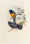 A monograph of the Trogonidae or family of trogons Pl.46