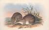 The mammals of Australia Pl.010