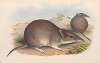 The mammals of Australia Pl.011
