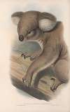 The mammals of Australia Pl.013