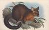 The mammals of Australia Pl.015