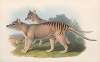 The mammals of Australia Pl.032