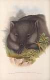 The mammals of Australia Pl.033