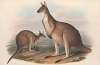The mammals of Australia Pl.040