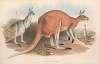 The mammals of Australia Pl.043