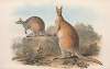 The mammals of Australia Pl.045