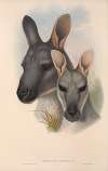 The mammals of Australia Pl.046