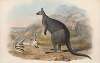 The mammals of Australia Pl.047