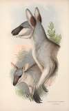 The mammals of Australia Pl.048