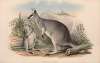 The mammals of Australia Pl.049
