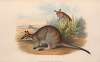 The mammals of Australia Pl.051