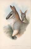 The mammals of Australia Pl.054