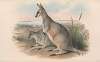 The mammals of Australia Pl.055