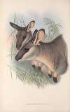 The mammals of Australia Pl.056