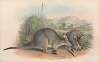 The mammals of Australia Pl.057