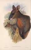 The mammals of Australia Pl.058