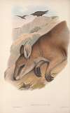 The mammals of Australia Pl.060