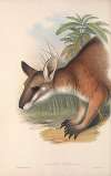 The mammals of Australia Pl.062