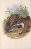 The mammals of Australia Pl.064