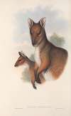 The mammals of Australia Pl.069