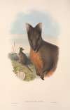The mammals of Australia Pl.071