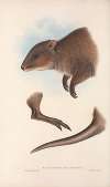 The mammals of Australia Pl.073