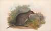 The mammals of Australia Pl.074